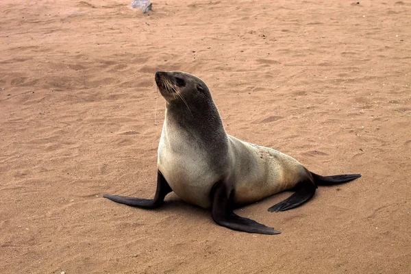 Brun Päls Seal Kolonier Cape Korset Namibia — Stockfoto
