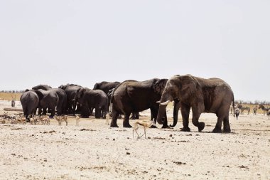Filler ve antilop zebralar ziyarette200, etkin, Namibya için