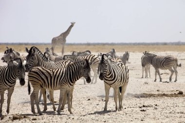 Damara zebra, Equus burchelli antiquorum, ziyarette200, Namibya