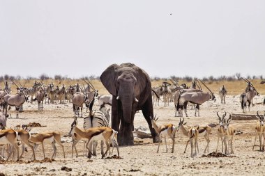 Filler ve antilop zebralar ziyarette200, etkin, Namibya için