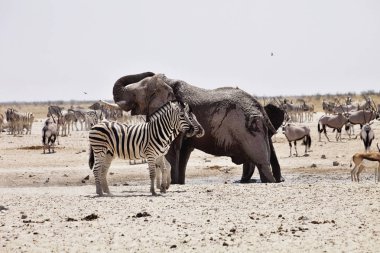 Filler ve antilop zebralar ziyarette200, etkin, Namibya için