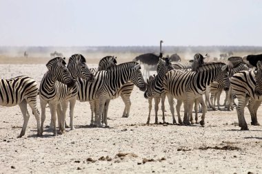 Damara zebra, Equus burchelli antiquorum, ziyarette200, Namibya