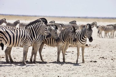 Damara zebra, Equus burchelli antiquorum, ziyarette200, Namibya