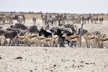 zebra ve antilop ziyarette200 etkin, Namibya büyük sürüleri