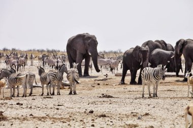 Filler ve antilop zebralar ziyarette200, etkin, Namibya için