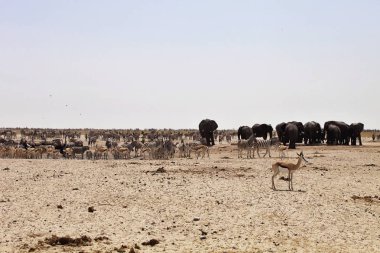 Filler ve antilop zebralar ziyarette200, etkin, Namibya için