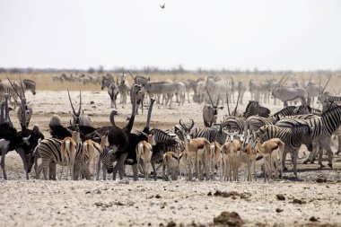 zebra ve antilop ziyarette200 etkin, Namibya büyük sürüleri