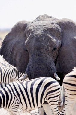 Filler ve antilop zebralar ziyarette200, etkin, Namibya için