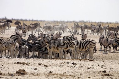 zebra ve antilop ziyarette200 etkin, Namibya büyük sürüleri
