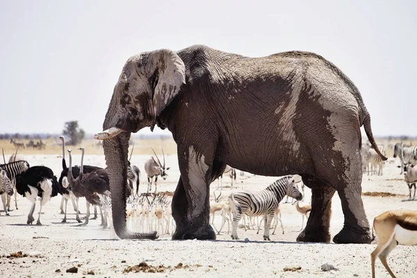 Filler Antilop Zebralar Ziyarette200 Etkin Namibya Için — Stok fotoğraf