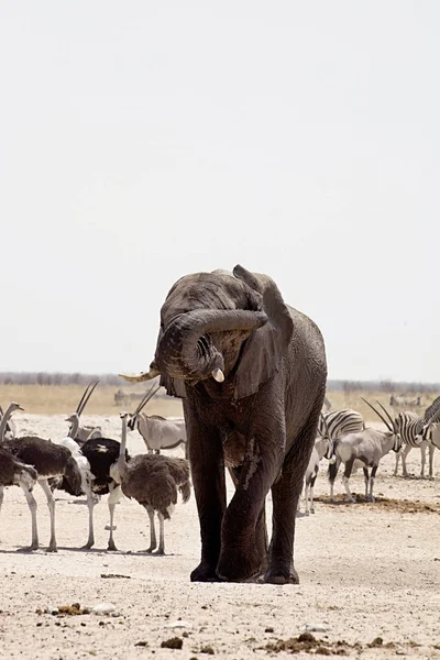 Sloni Antilopy Zebry Napajedla Etosha Namibie — Stock fotografie