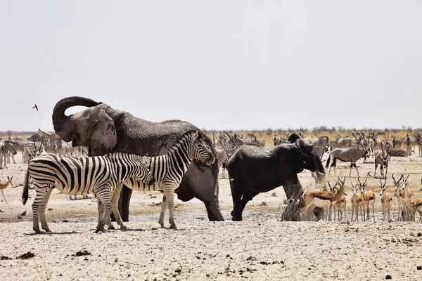 Filler ve antilop zebralar ziyarette200, etkin, Namibya için