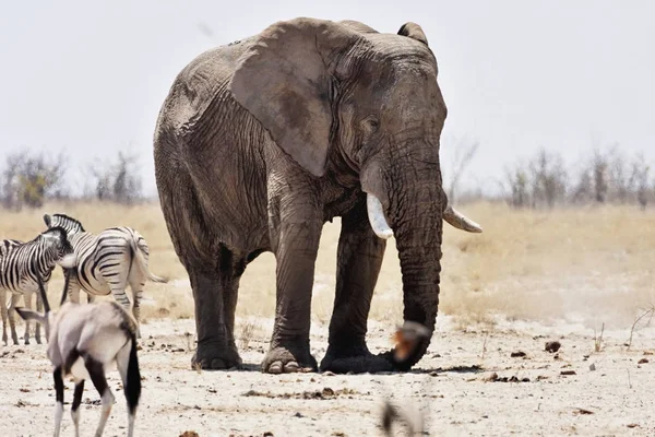 Sloni Antilopy Zebry Napajedla Etosha Namibie — Stock fotografie