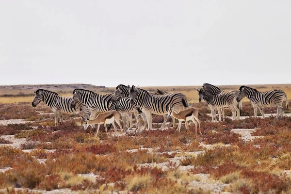 Damara Zebra Equus Burchelli Antiquorum Etkin Milli Parkı Namibya Sürüsü — Stok fotoğraf