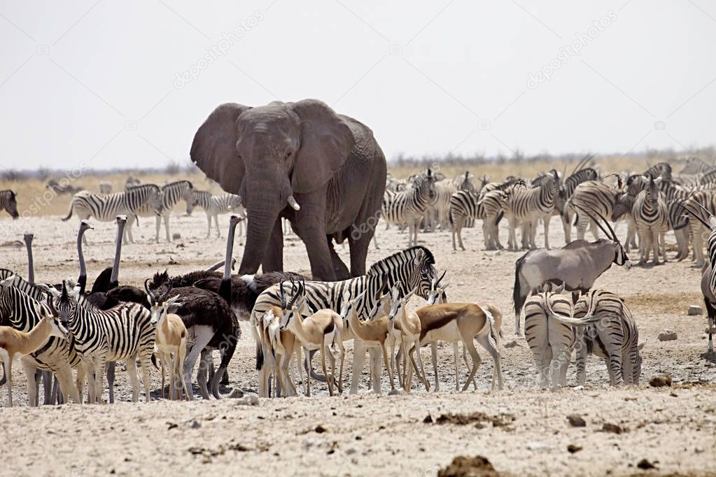 elephants and antelopes to zebras at waterhole, Etosha, Namibia