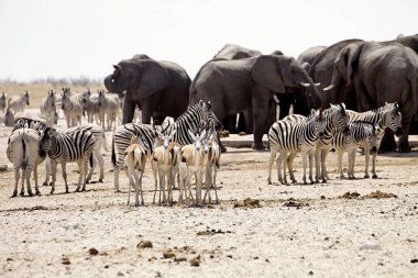 zebra ve antilop ve filler su birikintisinin etkin, Namibya, büyük sürüleri
