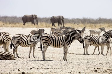 Damara zebra, Equus burchelli antiquorum, ziyarette200, Namibya