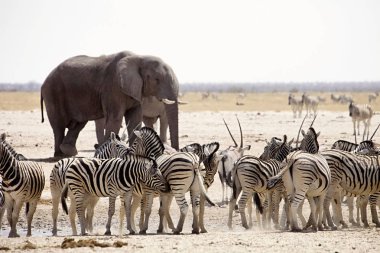 zebra ve antilop ve etkin, Namibya ziyarette200 fil büyük sürüleri