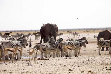 huge herds of zebra and antelope at waterhole Etosha, Namibia clipart