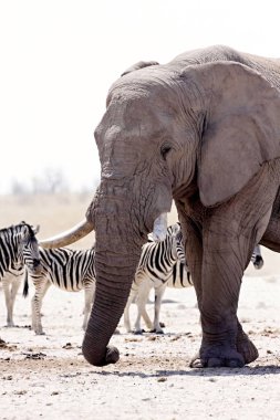 Filler ve antilop zebralar ziyarette200, etkin, Namibya için