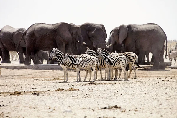 Zebra Ziyarette200 Etkin Namibya Büyük Sürüleri — Stok fotoğraf
