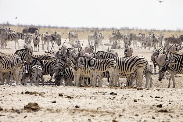 Zebra Antilop Ziyarette200 Etkin Namibya Büyük Sürüleri — Stok fotoğraf