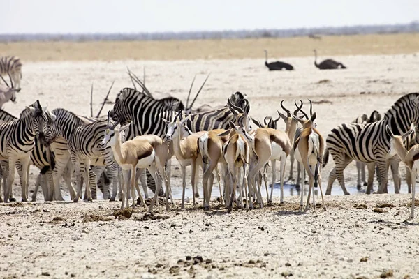 Огромные Стада Зебры Антилопы Водопое Этоша Намибия — стоковое фото
