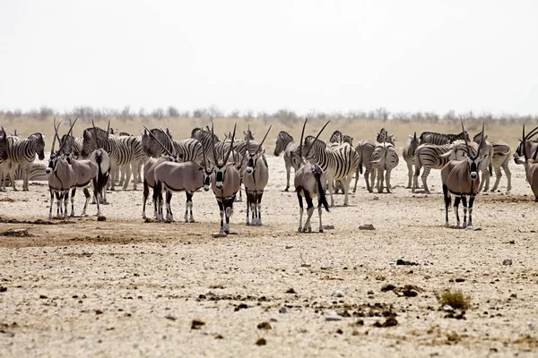 在纳米比亚水坑埃托沙的巨大成群的斑马和羚羊 — 图库照片