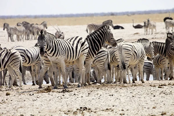 Enormes Manadas Cebra Antílope Abrevadero Etosha Namibia —  Fotos de Stock