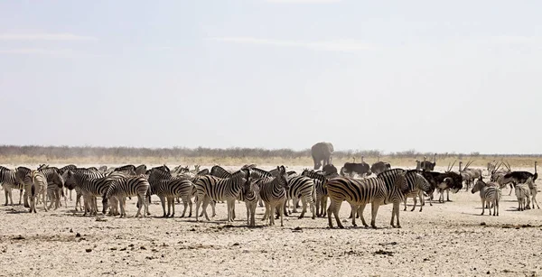 Enormes Manadas Zebra Antílope Buraco Água Etosha Namíbia — Fotografia de Stock