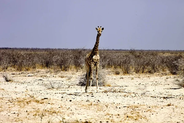 Ritratto Giraffa Giraffa Camelopardalis Nel Parco Nazionale Etosha Namibi — Foto Stock