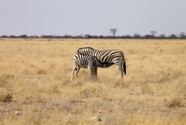 bir buzağı Damara zebra, Equus burchelli, etkin, Namibya ile emzikli mare