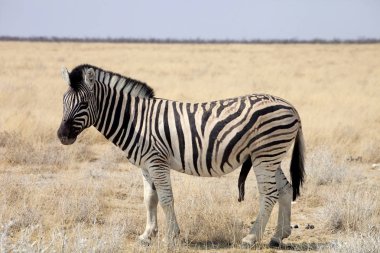 Damara zebra, Equus burchelli, erkek ereksiyon penis, etkin, Namibya