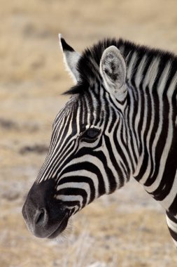 portre Damara zebra, Equus burchelli,