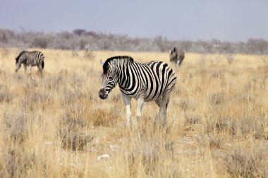 Damara zebra, Equus burchelli Etosha, Namibya
