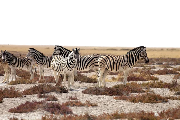 在纳米比亚埃托沙的巨大成群的斑马和羚羊 — 图库照片
