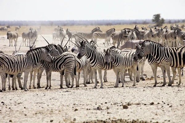 Ogromne Stada Damara Zebra Equus Burchelli Antylopy Waterhole Etosha Namibia — Zdjęcie stockowe