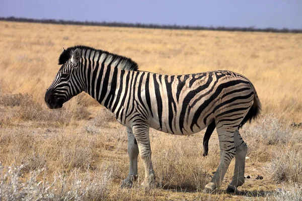 Damara Zebra Equus Burchelli Männchen Mit Penisaufrichtung Etoscha Namibia — Stockfoto