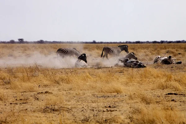 Зебра Избавиться Паразитов Дамара Зебра Equus Burchelli Etosha Намибия — стоковое фото