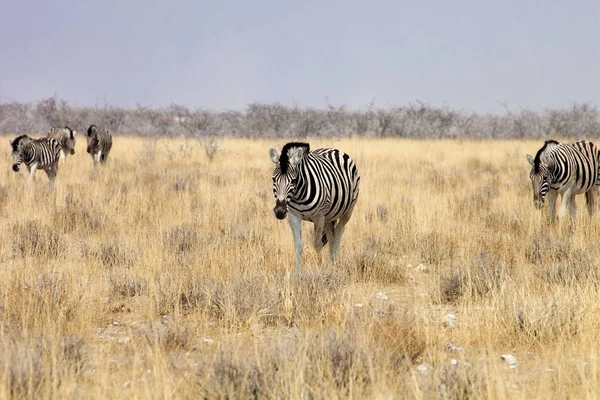 Damara zebra, Equus burchelli Etosha, Namibya