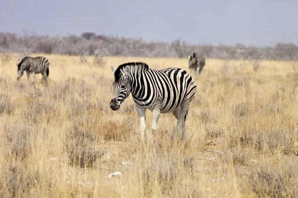 Damara zebra, Equus burchelli Etosha, Namibya