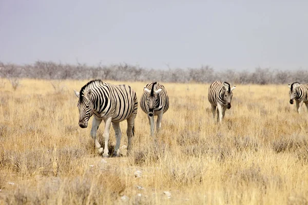 Damara Zebra Equus Burchelli Etosha Namíbia — Stock Fotó