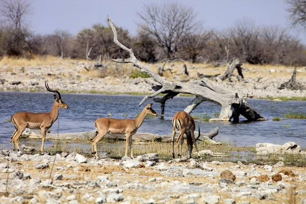 Impala Aepyceros Melampus Wasserloch Etosha Namibi — Stockfoto