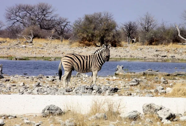 Damara Zebra Equus Burchelli Waterhole Etosha Namibia — Zdjęcie stockowe