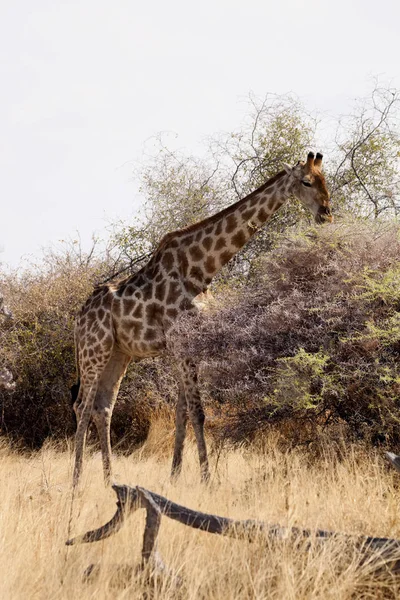 Girafe Giraffa Camelopardalis Dans Parc National Etosha Namibie — Photo