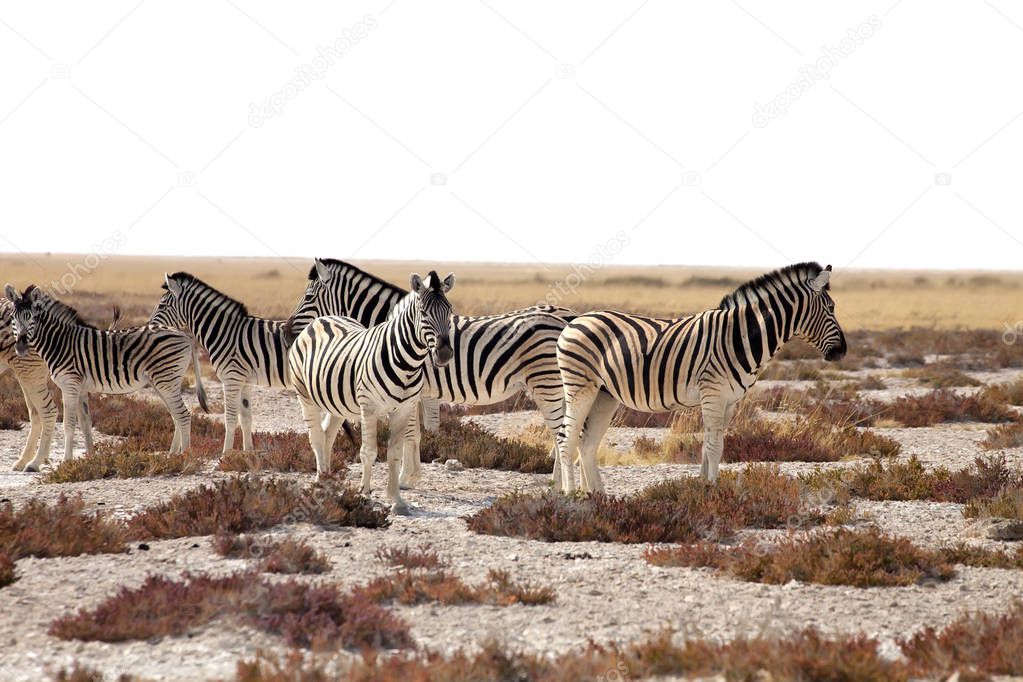 huge herds of zebra and antelope at  Etosha, Namibia