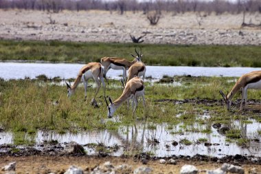 Springbok, Namibya Bush Antidorcas marsupialis