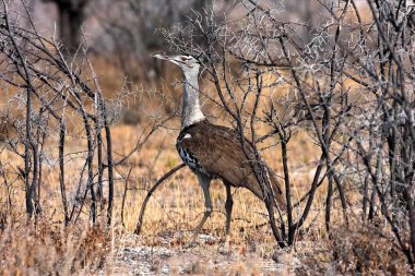 Büyük damla, Ardeotis kori, etkin Milli Parkı, Namibia