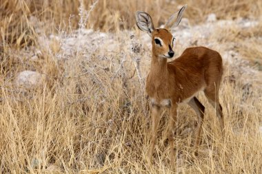 Steenbok, Raphicerus campestris, etkin Milli Parkı, Namibia