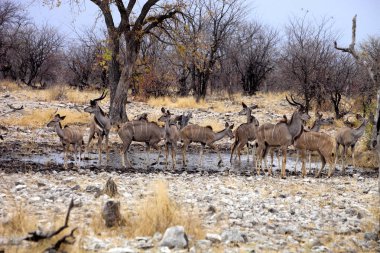 Grup büyük kudu, yayılım gösterir: strepsiceros ziyarette200 etkin Milli Parkı, Namibya
